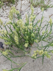 Cenchrus tribuloides