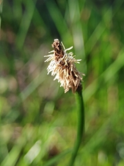 Eleocharis limosa