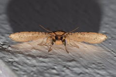 Aglaopus