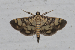 Pelecyntis distorta