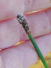 Eleocharis limosa