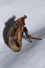 Phocoderma velutina