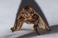 Phocoderma velutina