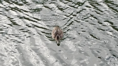 Anas platyrhynchos