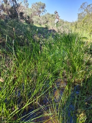 Eleocharis limosa