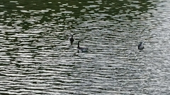 Branta leucopsis