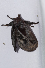 Phocoderma velutina
