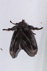 Phocoderma velutina