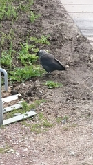 Corvus monedula