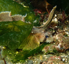 Nautichthys oculofasciatus