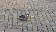 Columba palumbus