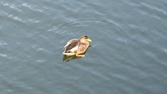 Anas platyrhynchos