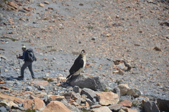 Daptrius albogularis