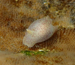 Gastropteron pacificum