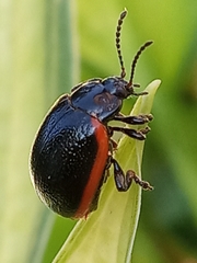 Chrysolina sanguinolenta
