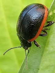 Chrysolina sanguinolenta