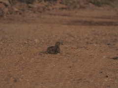 Certhilauda curvirostris brevirostris