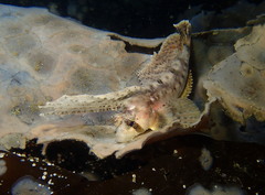 Nautichthys oculofasciatus