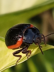 Chrysolina sanguinolenta