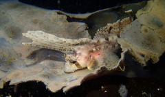 Nautichthys oculofasciatus