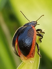 Chrysolina sanguinolenta