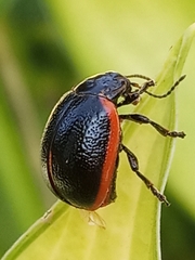 Chrysolina sanguinolenta