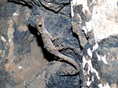 Mediodactylus