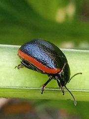 Chrysolina sanguinolenta