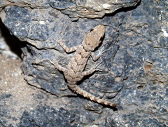 Mediodactylus