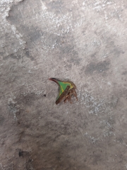 Umbonia