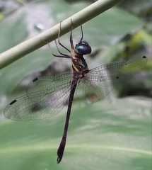 Idionyx gomantakensis