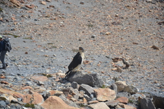 Daptrius albogularis