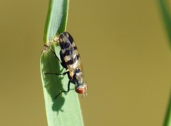 Ceroxys urticae