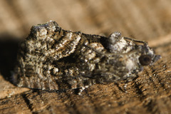 Gymnandrosoma punctidiscanum