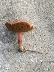 Hortiboletus rubellus