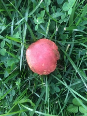 Hortiboletus rubellus