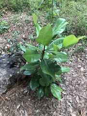 Magnolia grandiflora