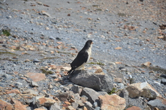 Daptrius albogularis