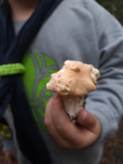 Fungi
