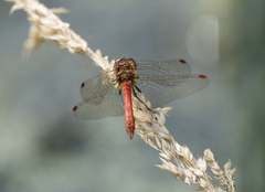 Sympetrum striolatum