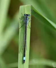 Ischnura elegans