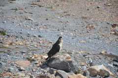 Daptrius albogularis