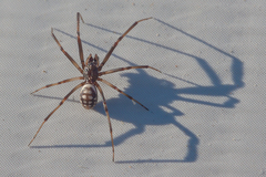 Steatoda albomaculata