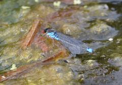 Erythromma viridulum