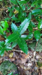 Ilex colchica