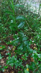 Ilex colchica