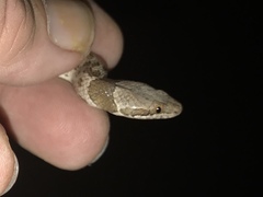 Hypsiglena chlorophaea