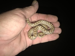 Hypsiglena chlorophaea