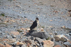 Daptrius albogularis