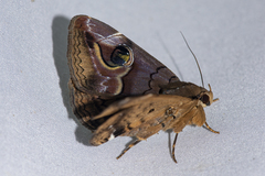 Ommatophora luminosa